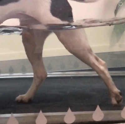 Genoptræning i waterwalker efter kmnæoperation dogsrus