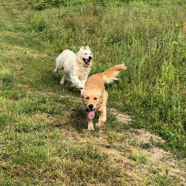 hyggehold1 dogsrus.dk hyggehold er god leg