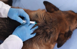 din hund skal være vaccineret inden pasning. dogsrus.dk