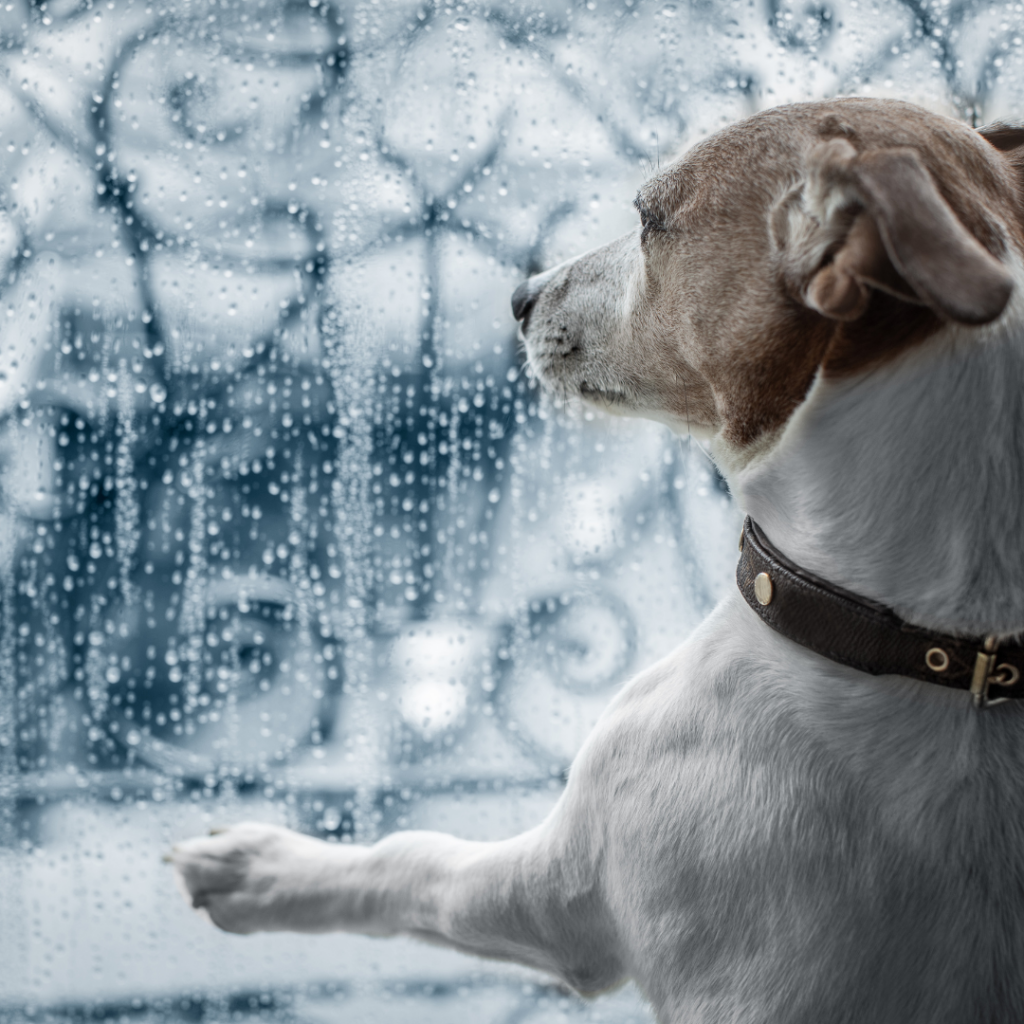 Regnvejrsdage behøver ikke være kedelige for din hund. indendørs sjov med din hund 5 nemme aktiviteter