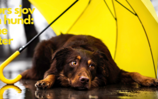 billedde af hund der ligger under en gul paraply. det regner. Aktiviteter indenførs