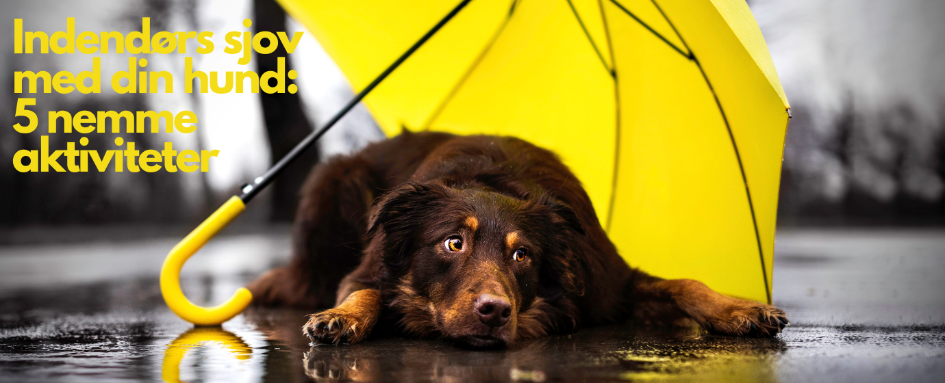 billedde af hund der ligger under en gul paraply. det regner. Aktiviteter indenførs